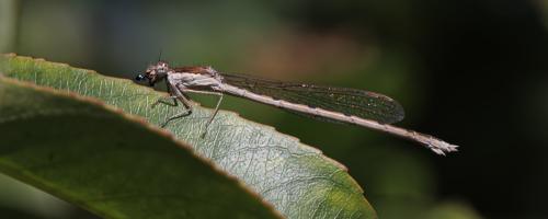 Réf. 349 750 : Sympecma fusca